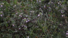 Euphrasia wettsteinii