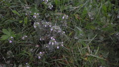 Euphrasia wettsteinii