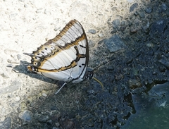Polyura eudamippus formosana