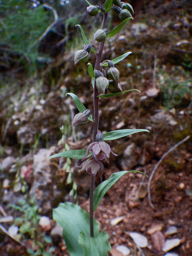 Image of Epipactis lusitanica by (c) Duarte Frade, some rights reserved (CC BY)