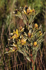 Leucadendron floridum