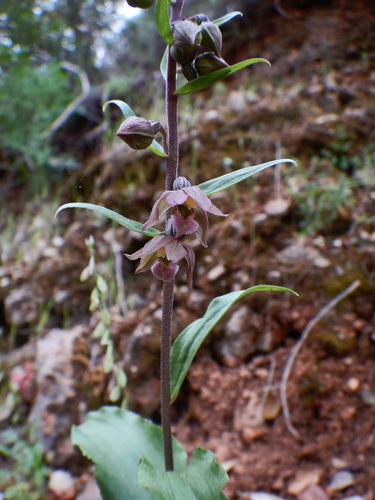 Image of Epipactis lusitanica by (c) Duarte Frade, some rights reserved (CC BY)