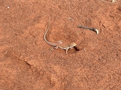 Ctenophorus isolepis