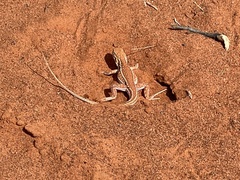 Ctenophorus isolepis
