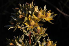 Leucadendron floridum