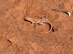 Ctenophorus isolepis