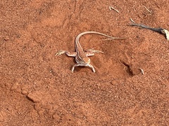 Ctenophorus isolepis