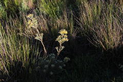 Leucadendron floridum