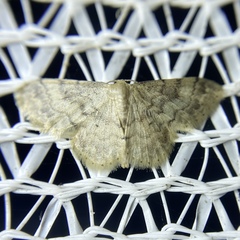 Idaea pilosata