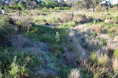 Leucadendron floridum
