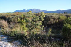 Leucadendron floridum