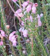 Erica brevifolia