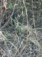 Sansevieria aethiopica