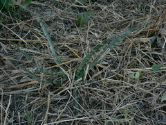 Sansevieria aethiopica
