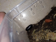 Pseudoglomeris nigra