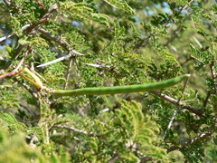 Vachellia luederitzii luederitzii