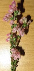 Erica brevifolia