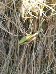 Mantis religiosa