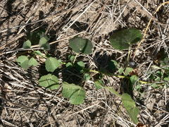 Pavonia senegalensis