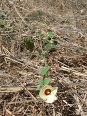 Pavonia senegalensis