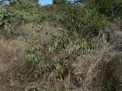 Grewia flavescens