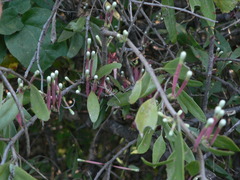 Tapinanthus rubromarginatus