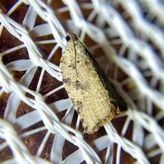 Meritastis ursina
