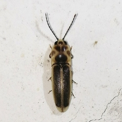 Anchastus moratus
