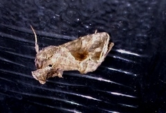 Ctenoplusia accentifera