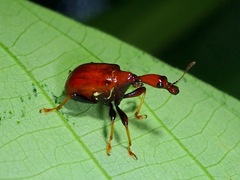 Paracycnotrachelus