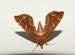 Panotima angularis
