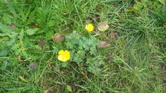 Ranunculus propinquus subborealis