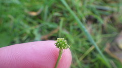 Ranunculus propinquus subborealis
