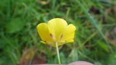 Ranunculus propinquus subborealis