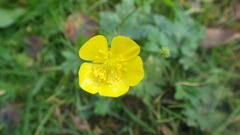 Ranunculus propinquus subborealis