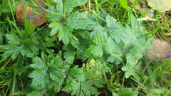 Ranunculus propinquus subborealis