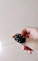 Therea olegrandjeani