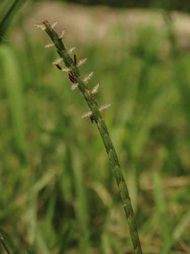 Image of Centipede grass by (c) chiuluan, some rights reserved (CC BY)
