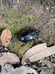 Trichogomphus mongol