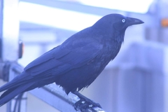 Corvus mellori