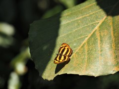 Lasippa tiga siaka