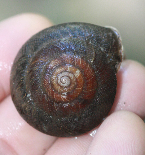 Monadenia infumata