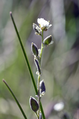 Draba incana