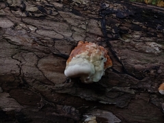 Fomitopsis pinicola