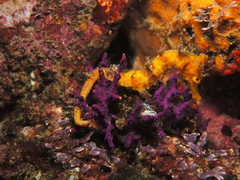 Hippocampus ingens