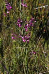 Indigofera filifolia