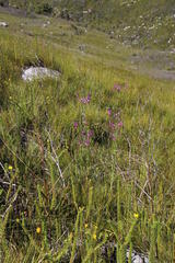 Indigofera filifolia