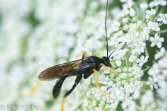 Exetastes suaveolens