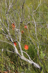 Kniphofia uvaria