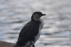 Microcarbo melanoleucos